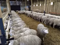 Qoyun, Kuibyshev sheep — foto 2