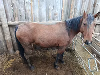 Jument, Chevaux — photo 4