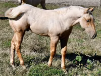 Caballo, Quarter Horse — foto 7