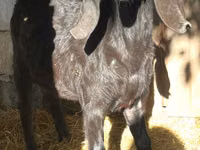 تيس, Kamori goats — الصورة 1