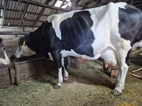 Vacă, Russian Black pied cattle