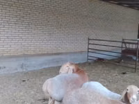 Carnero, Arashan sheep — foto 3