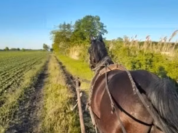 公马, Nonius horse