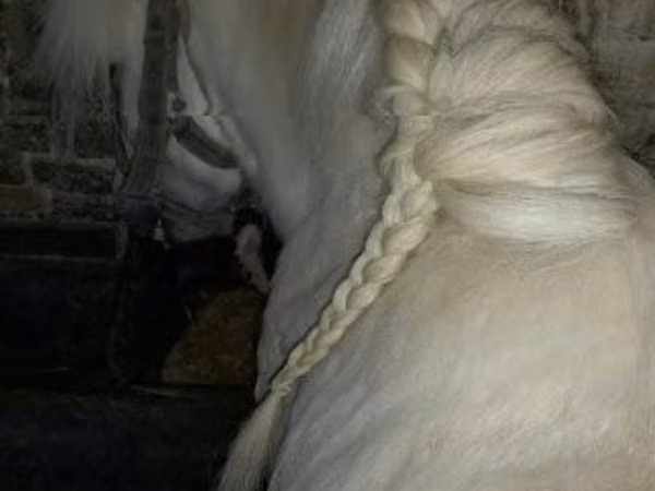 घोड़ा, Shetland Pony