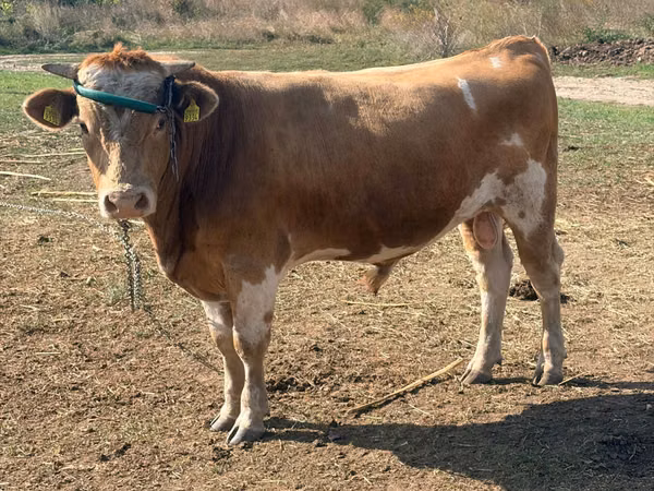 Bulle, Simmental cattle — Republik Moldau