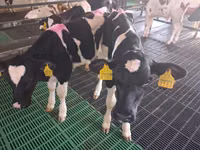 Bulle, Simmental cattle — Foto 2