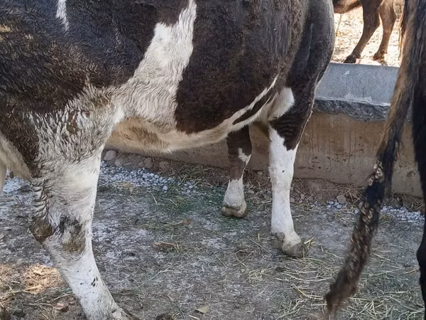 Sigir, Simmental cattle