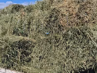 Balot de lucernă — الصورة 1