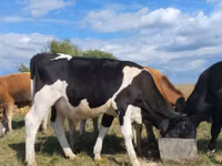 Toro, Russian Black pied cattle — foto 1