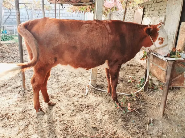 Bulle, Simmental cattle