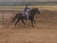 Toychoq, National Show Horse — 4-rasm