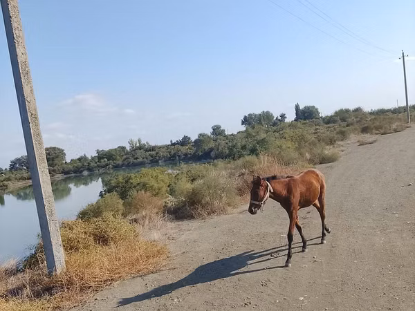 At, Azerbaijan horse