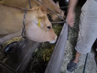 Vaca, Raza Jersey — foto 5