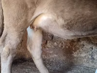 Bull, Cattle — photo 4