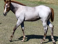 母马, Quarter Horse — 照片 8