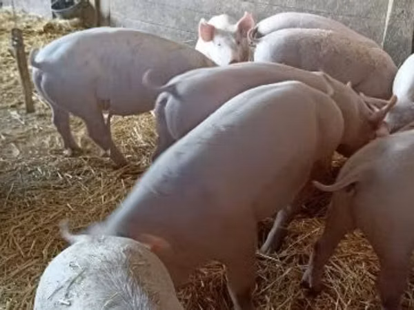 Eber, Schweine