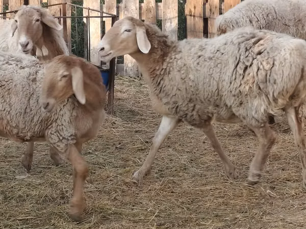 Oaie, Oi