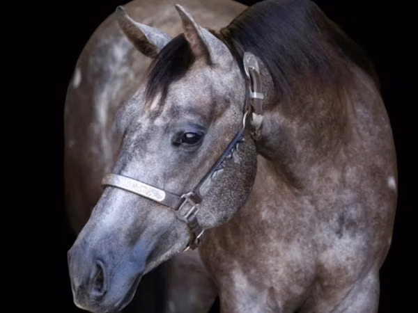 فرس, Quarter Horse