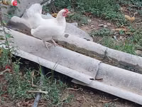 Chickens — Foto 8