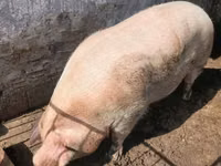 公猪, Pigs — 照片 2