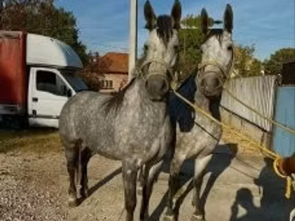 فرس, Lipizzaner