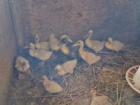 Ducks — Foto 2