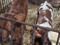 Toro, Simmental cattle — foto 6