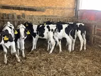 ثور, Russian Black pied cattle — الصورة 1