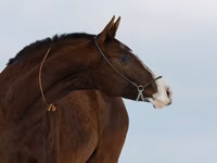 Toychoq, Akhal-Teke — 3-rasm