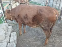 Vacă, Simmental cattle — foto 8