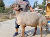 母羊, Arashan sheep — 照片 1
