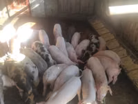 Eber, Schweine — Foto 3