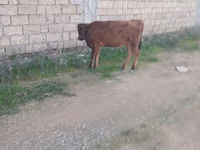Vacă, Bovine — foto 2
