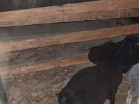 公羊, Sheep — 照片 1
