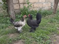 Yapon Bantam — 2-rasm