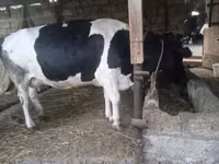 İnək, Russian Black pied cattle — foto 5