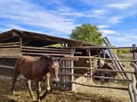 公马, Horses — 照片 3