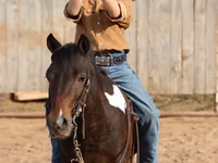 Hengst, Pinto horses — Foto 7
