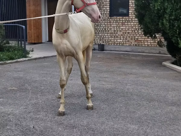 حصان, Akhal-Teke