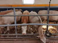 Rinder (Partie, Geschlecht nicht angegeben), Limousin-Kuh — Foto 5