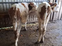 Vaca, Simmental cattle — foto 5
