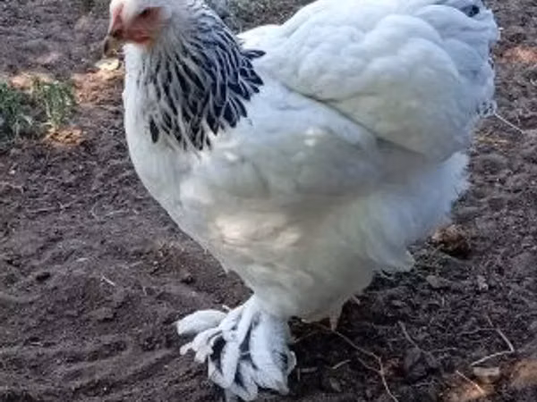 Brahma