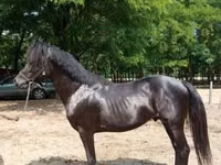 母马, Horses — 照片 3