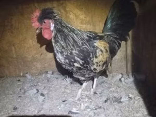 bantam japonais