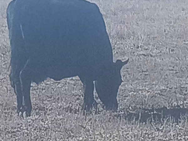 Vacă, Bovine