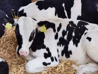 Bovine (lot, sex nespecificat), Simmental cattle — foto 5