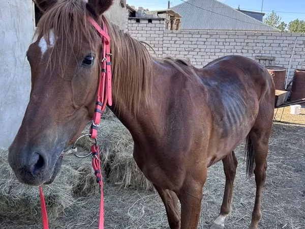 Stute, Thoroughbred horse