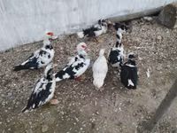 Ducks — foto 2