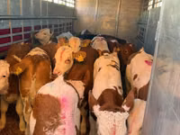 Buğa, Simmental cattle — foto 2