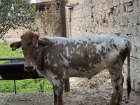 Cow, Cattle — photo 4